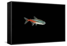 Neon Tetra Fish-null-Framed Stretched Canvas