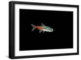 Neon Tetra Fish-null-Framed Premium Photographic Print