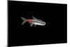 Neon Tetra Fish-null-Mounted Premium Photographic Print