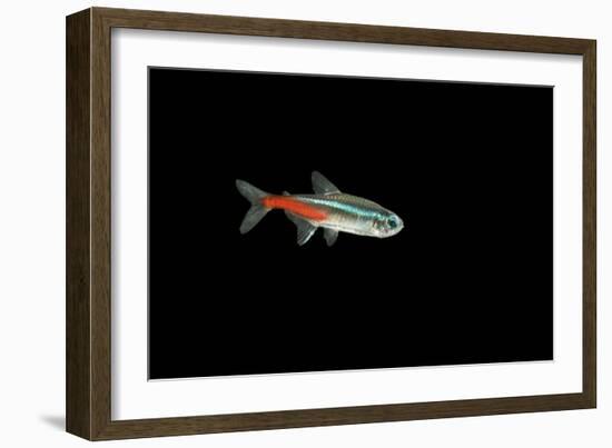 Neon Tetra Fish-null-Framed Photographic Print