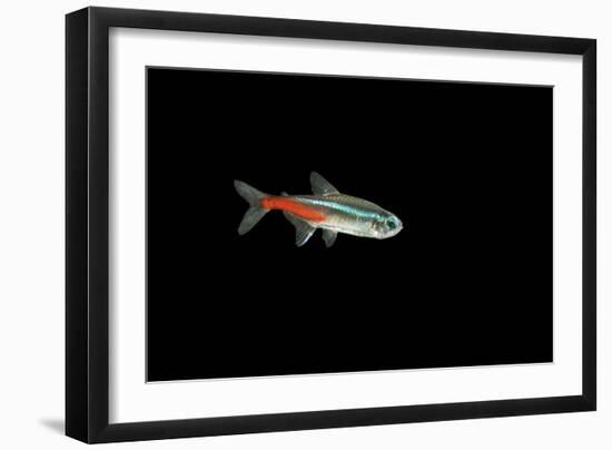 Neon Tetra Fish-null-Framed Photographic Print