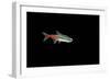 Neon Tetra Fish-null-Framed Photographic Print