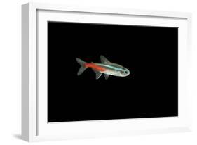 Neon Tetra Fish-null-Framed Photographic Print