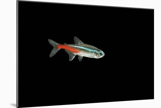 Neon Tetra Fish-null-Mounted Photographic Print