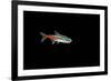 Neon Tetra Fish-null-Framed Photographic Print