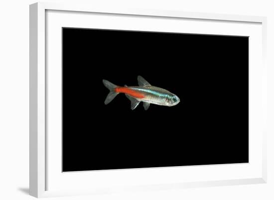 Neon Tetra Fish-null-Framed Photographic Print