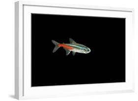 Neon Tetra Fish-null-Framed Photographic Print