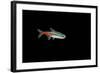 Neon Tetra Fish-null-Framed Photographic Print