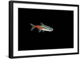 Neon Tetra Fish-null-Framed Photographic Print