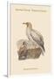 Neophron Percnopterus - Egyptian Vulture - Pharoah's Chicken-John Gould-Framed Art Print