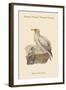 Neophron Percnopterus - Egyptian Vulture - Pharoah's Chicken-John Gould-Framed Art Print