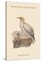 Neophron Percnopterus - Egyptian Vulture - Pharoah's Chicken-John Gould-Stretched Canvas