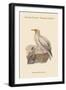 Neophron Percnopterus - Egyptian Vulture - Pharoah's Chicken-John Gould-Framed Art Print