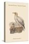 Neophron Percnopterus - Egyptian Vulture - Pharoah's Chicken-John Gould-Stretched Canvas