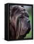 Neopolitan Mastiff Face Portrait-Adriano Bacchella-Framed Stretched Canvas