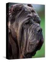 Neopolitan Mastiff Face Portrait-Adriano Bacchella-Stretched Canvas