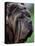 Neopolitan Mastiff Face Portrait-Adriano Bacchella-Stretched Canvas