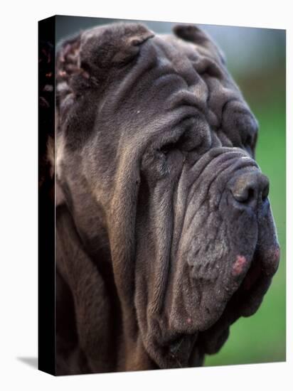 Neopolitan Mastiff Face Portrait-Adriano Bacchella-Stretched Canvas