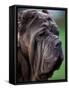 Neopolitan Mastiff Face Portrait-Adriano Bacchella-Framed Stretched Canvas