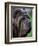 Neopolitan Mastiff Face Portrait-Adriano Bacchella-Framed Premium Photographic Print