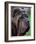 Neopolitan Mastiff Face Portrait-Adriano Bacchella-Framed Premium Photographic Print