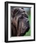 Neopolitan Mastiff Face Portrait-Adriano Bacchella-Framed Premium Photographic Print