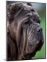 Neopolitan Mastiff Face Portrait-Adriano Bacchella-Mounted Premium Photographic Print