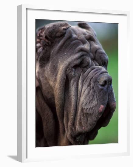 Neopolitan Mastiff Face Portrait-Adriano Bacchella-Framed Photographic Print