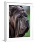 Neopolitan Mastiff Face Portrait-Adriano Bacchella-Framed Photographic Print