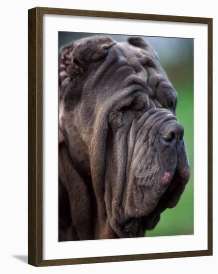 Neopolitan Mastiff Face Portrait-Adriano Bacchella-Framed Photographic Print