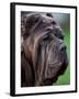 Neopolitan Mastiff Face Portrait-Adriano Bacchella-Framed Photographic Print