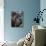 Neopolitan Mastiff Face Portrait-Adriano Bacchella-Mounted Photographic Print displayed on a wall