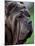 Neopolitan Mastiff Face Portrait-Adriano Bacchella-Mounted Photographic Print