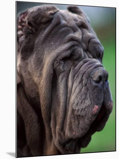 Neopolitan Mastiff Face Portrait-Adriano Bacchella-Mounted Photographic Print