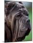 Neopolitan Mastiff Face Portrait-Adriano Bacchella-Mounted Photographic Print