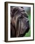 Neopolitan Mastiff Face Portrait-Adriano Bacchella-Framed Photographic Print