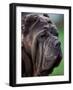 Neopolitan Mastiff Face Portrait-Adriano Bacchella-Framed Photographic Print