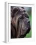 Neopolitan Mastiff Face Portrait-Adriano Bacchella-Framed Photographic Print