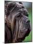 Neopolitan Mastiff Face Portrait-Adriano Bacchella-Mounted Photographic Print