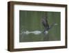 Neotropical Cormorant (Phalacrocorax brasilianus) taking off from water, Manu National Park-G&M Therin-Weise-Framed Photographic Print