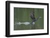 Neotropical Cormorant (Phalacrocorax brasilianus) taking off from water, Manu National Park-G&M Therin-Weise-Framed Photographic Print