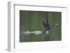 Neotropical Cormorant (Phalacrocorax brasilianus) taking off from water, Manu National Park-G&M Therin-Weise-Framed Photographic Print