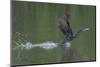 Neotropical Cormorant (Phalacrocorax brasilianus) taking off from water, Manu National Park-G&M Therin-Weise-Mounted Photographic Print