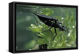 Nepa Cinerea (Water Scorpion) - Mating-Paul Starosta-Framed Stretched Canvas