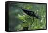 Nepa Cinerea (Water Scorpion) - Mating-Paul Starosta-Framed Stretched Canvas