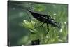 Nepa Cinerea (Water Scorpion) - Mating-Paul Starosta-Stretched Canvas