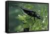 Nepa Cinerea (Water Scorpion) - Mating-Paul Starosta-Framed Stretched Canvas