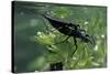Nepa Cinerea (Water Scorpion) - Mating-Paul Starosta-Stretched Canvas