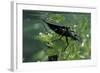 Nepa Cinerea (Water Scorpion) - Mating-Paul Starosta-Framed Photographic Print