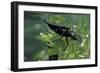 Nepa Cinerea (Water Scorpion) - Mating-Paul Starosta-Framed Photographic Print